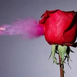 Meet your Posher, Dave